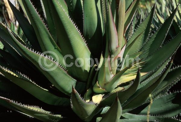 Yellow blooms; Evergreen; North American Native
