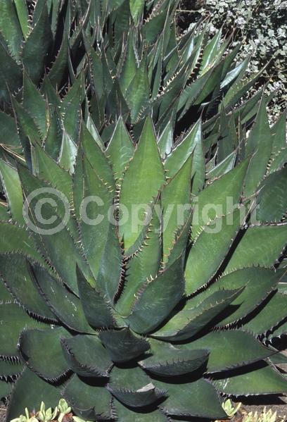 Yellow blooms; Evergreen; Broadleaf; North American Native