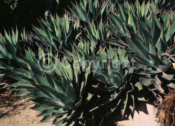 Yellow blooms; Evergreen; Broadleaf; North American Native