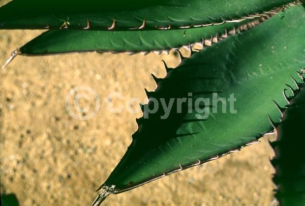 Yellow blooms; Evergreen; Broadleaf; North American Native