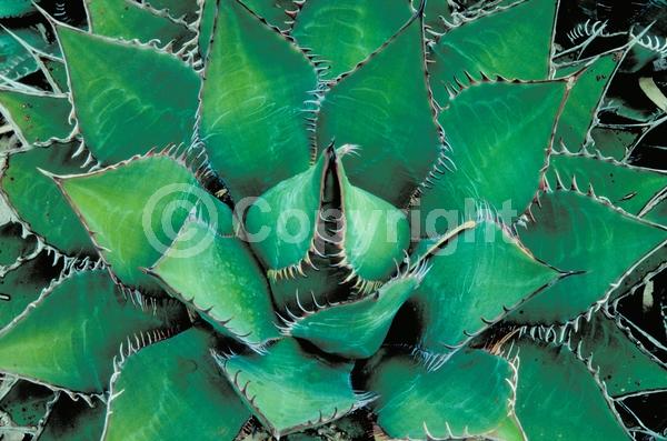 Yellow blooms; Evergreen; Broadleaf; North American Native