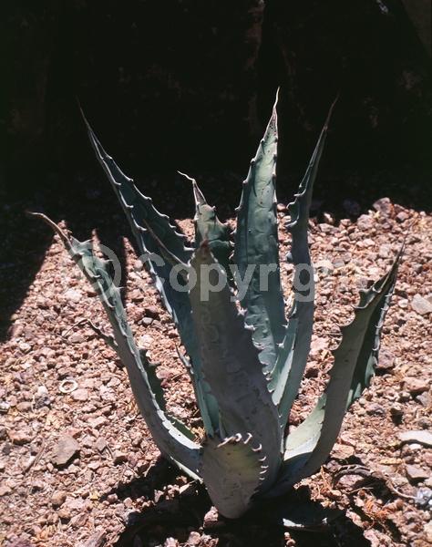 Yellow blooms; Evergreen; North American Native