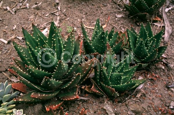 White blooms; North American Native