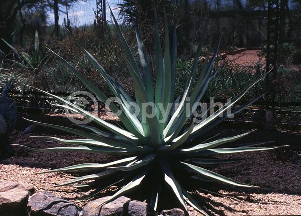 Yellow blooms; Evergreen
