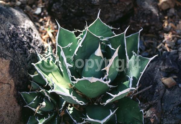 White blooms; Evergreen