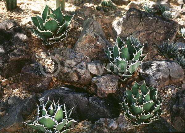 White blooms; Evergreen