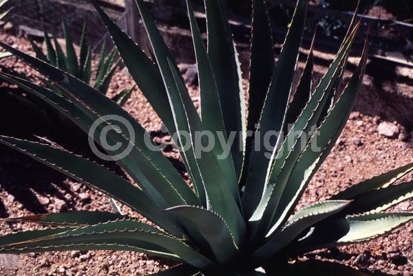 White blooms; Evergreen