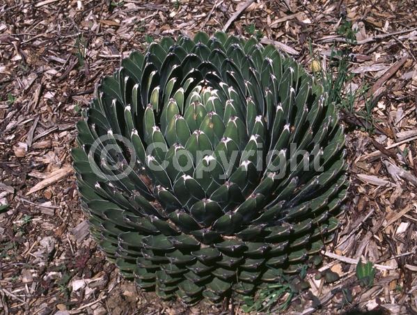 White blooms; Green blooms; Evergreen; North American Native