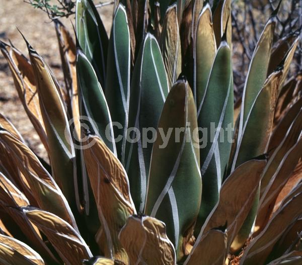 White blooms; Green blooms; Evergreen; North American Native