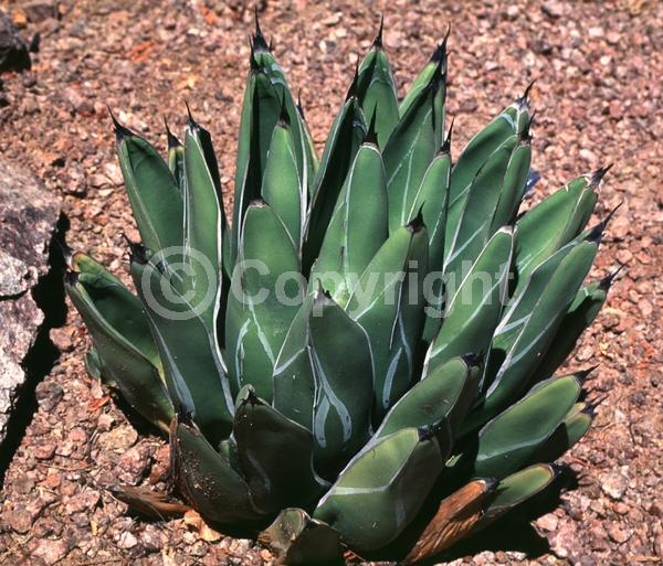 White blooms; Green blooms; Evergreen; North American Native
