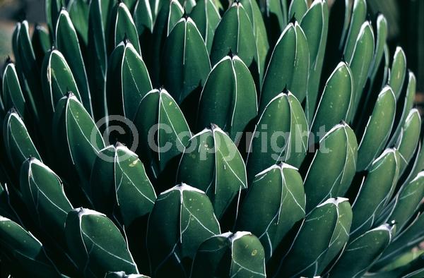 White blooms; Green blooms; Evergreen; North American Native