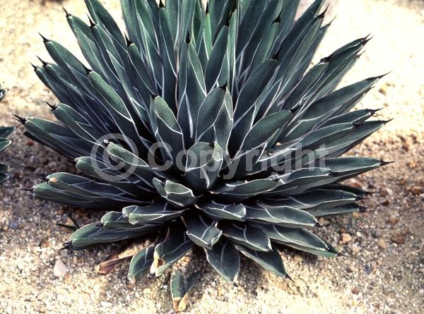 White blooms; Green blooms; Evergreen; North American Native