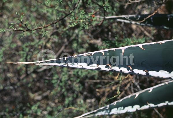 White blooms; Evergreen