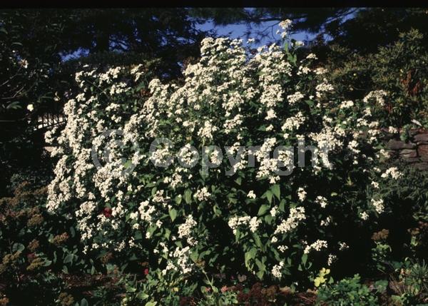 White blooms; Deciduous