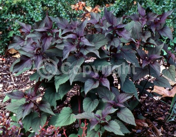 White blooms; Deciduous
