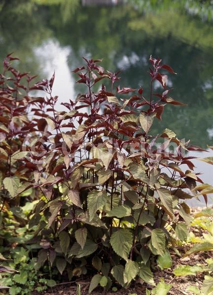 White blooms; Deciduous