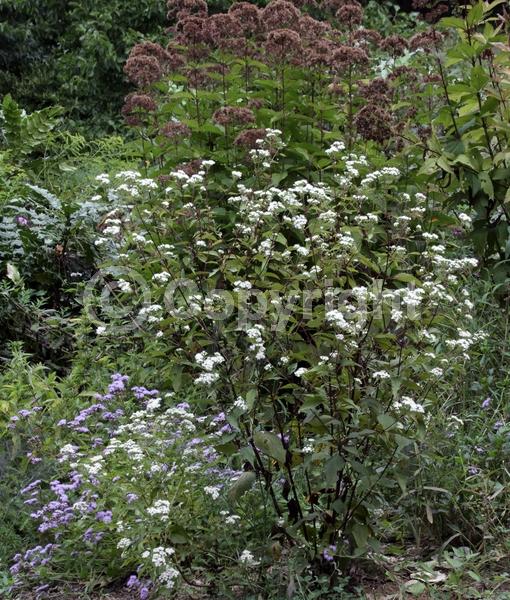 White blooms; Deciduous
