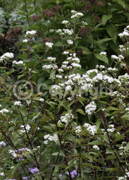 White blooms; Deciduous