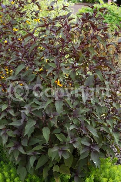 White blooms; Deciduous