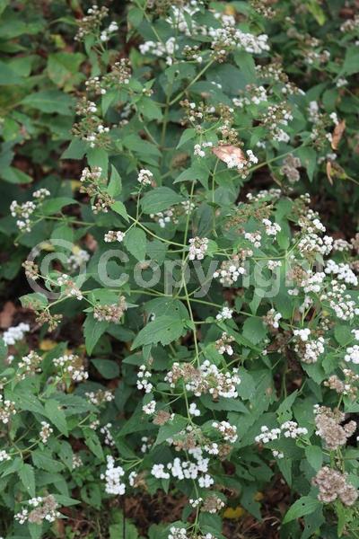 White blooms; Deciduous
