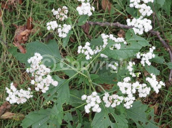 White blooms; Deciduous