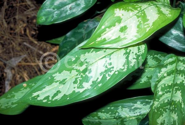 Green blooms; Evergreen; Needles or needle-like leaf