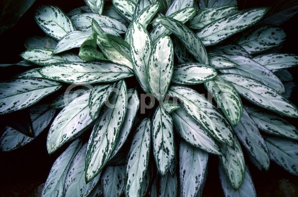 White blooms; Evergreen; Broadleaf