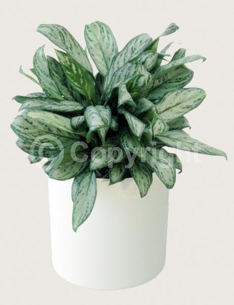 White blooms; Evergreen; Needles or needle-like leaf