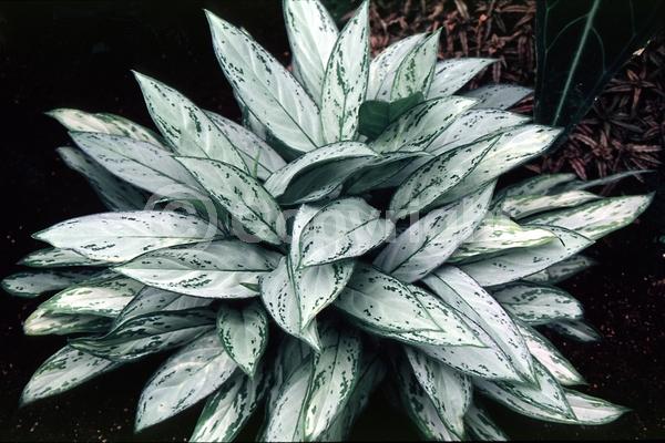 White blooms; Evergreen; Broadleaf