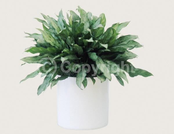 White blooms; Evergreen; Broadleaf