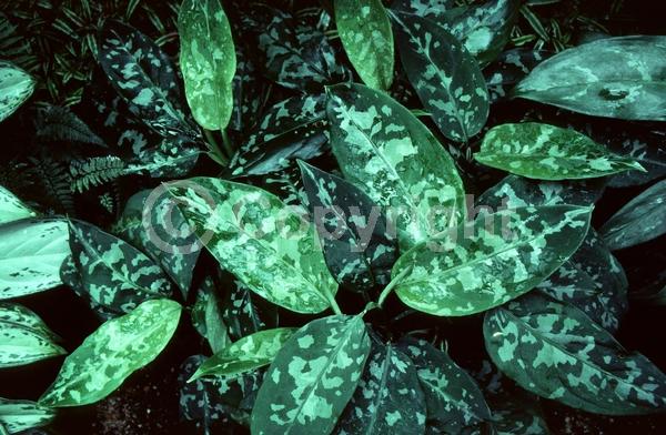 White blooms; Evergreen