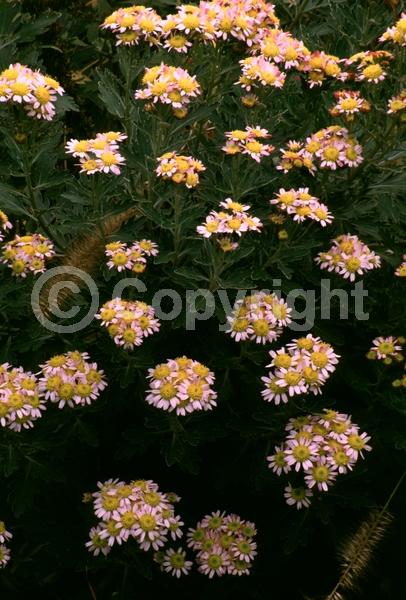 Pink blooms; Deciduous; Broadleaf