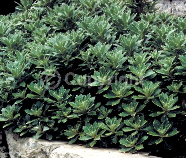 Yellow blooms; Deciduous; Broadleaf