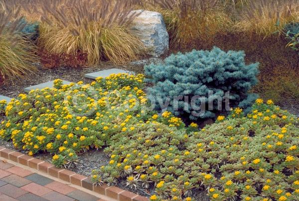 Yellow blooms; Deciduous; Broadleaf