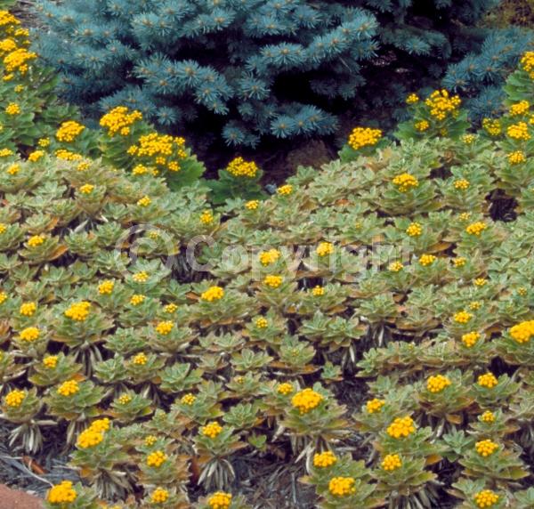 Yellow blooms; Deciduous; Broadleaf