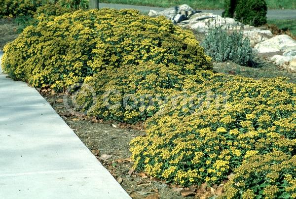 Yellow blooms; Deciduous; Broadleaf