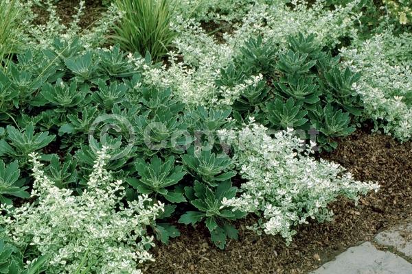 Yellow blooms; Deciduous; Broadleaf