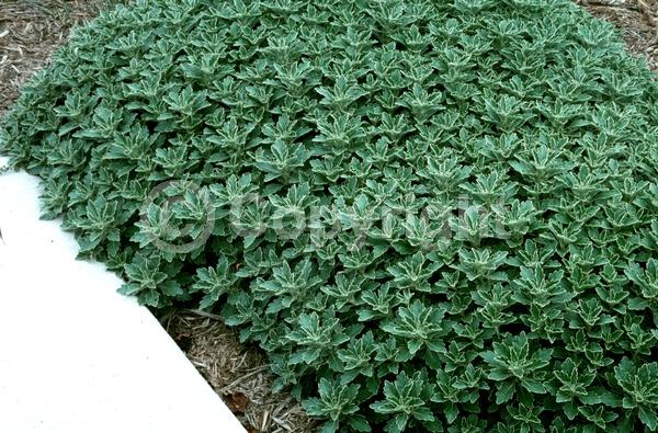 Yellow blooms; Deciduous; Broadleaf