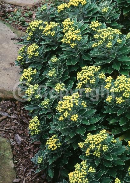 Yellow blooms; Deciduous; Broadleaf