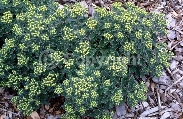 Yellow blooms; Deciduous; Broadleaf