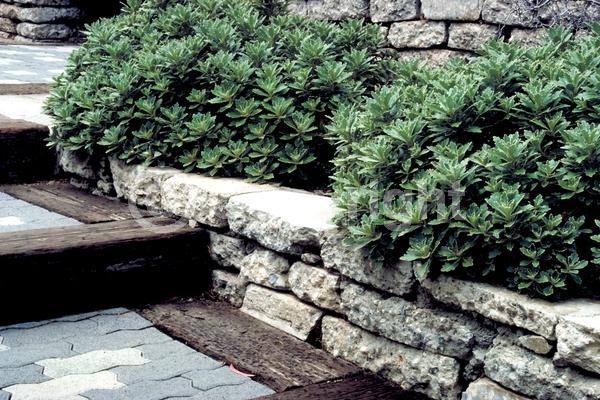 Yellow blooms; Deciduous; Broadleaf