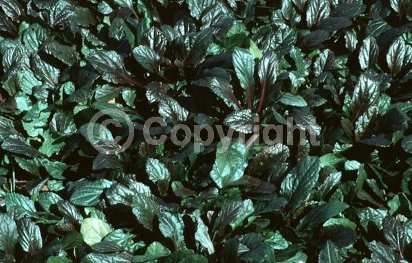 Blue blooms; Evergreen