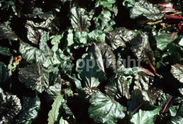 Blue blooms; Evergreen