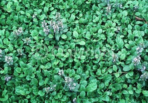 Blue blooms; Evergreen; Needles or needle-like leaf