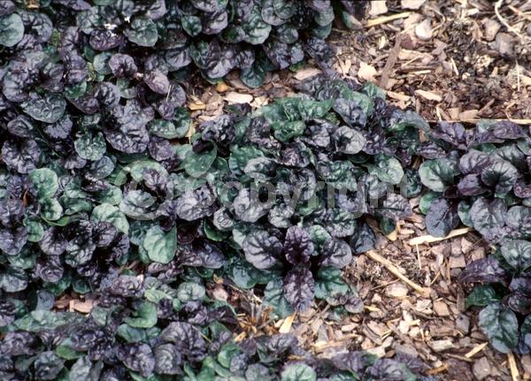 Blue blooms; Evergreen; Needles or needle-like leaf