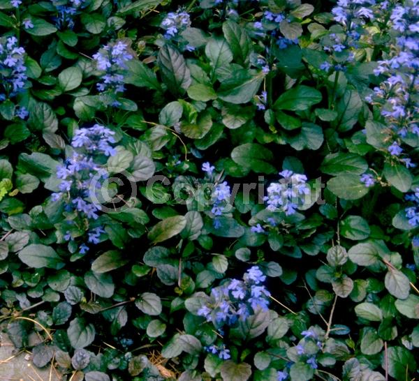 Blue blooms; Evergreen; Needles or needle-like leaf