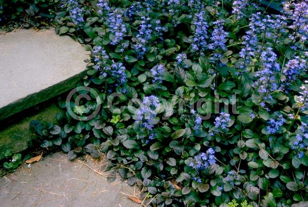 Blue blooms; Evergreen; Needles or needle-like leaf