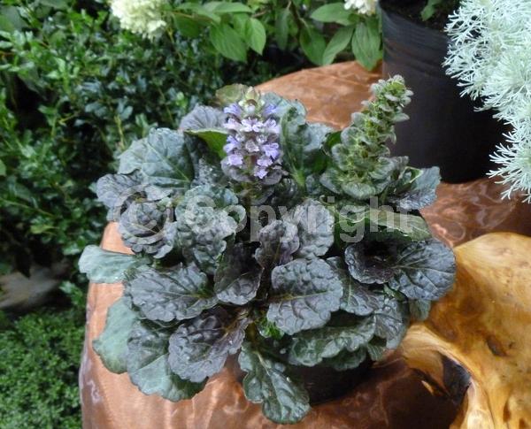 Purple blooms; Evergreen