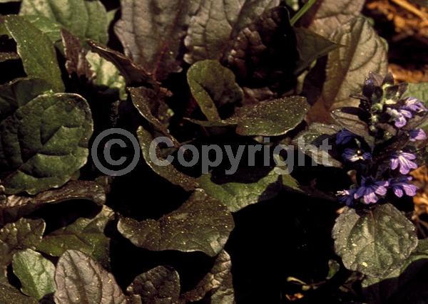 Purple blooms; Evergreen; Needles or needle-like leaf