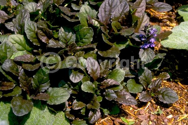 Purple blooms; Evergreen; Needles or needle-like leaf